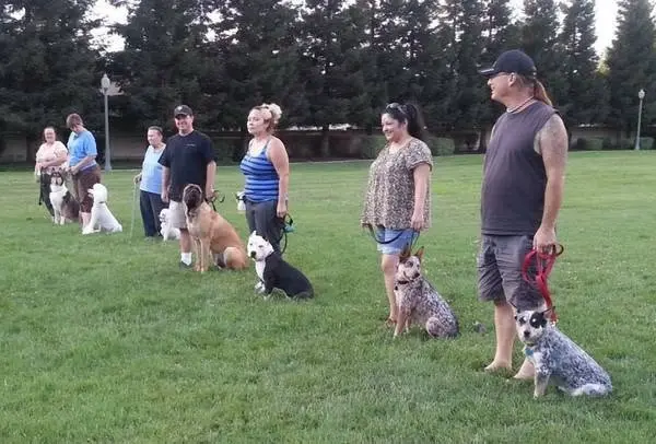 Nelson Park Beginner Obedience Class $200.00