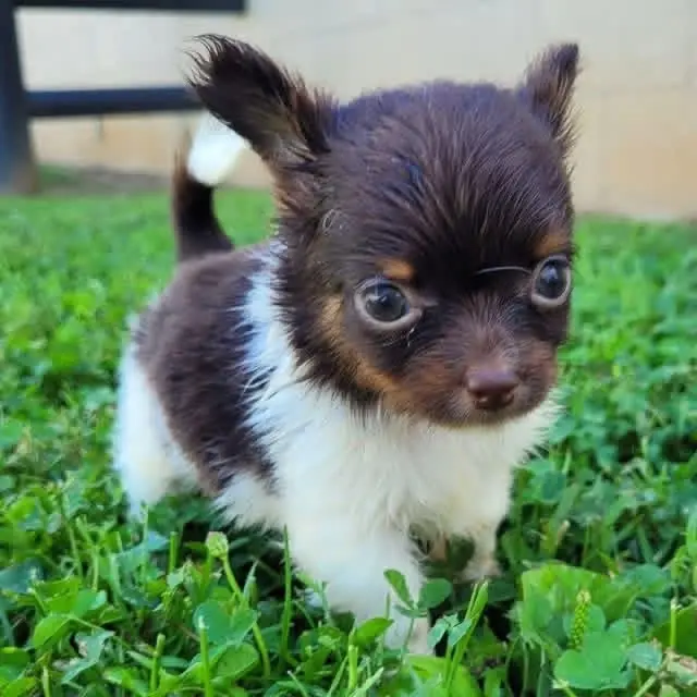 Puppies for adoption