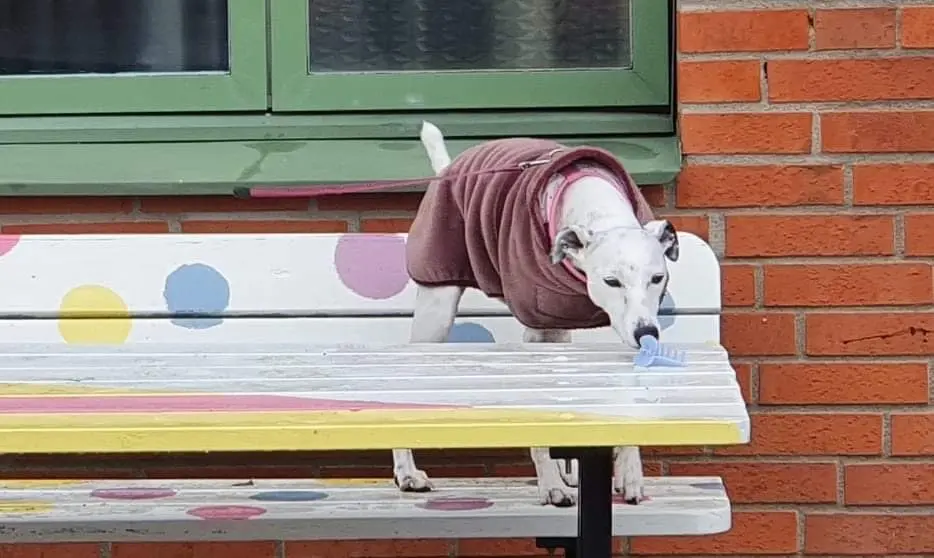 Nose Work träningsgrupp - dagtid 🌳
