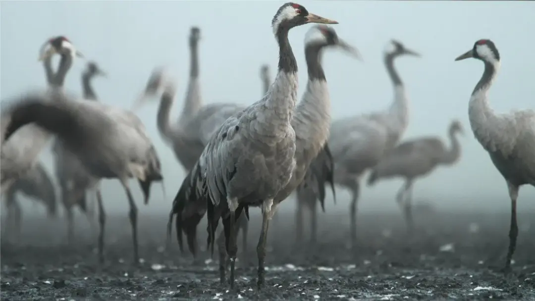 🦩 Crane Migration Hike