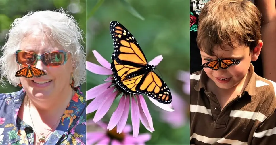 Butterfly Bonanza