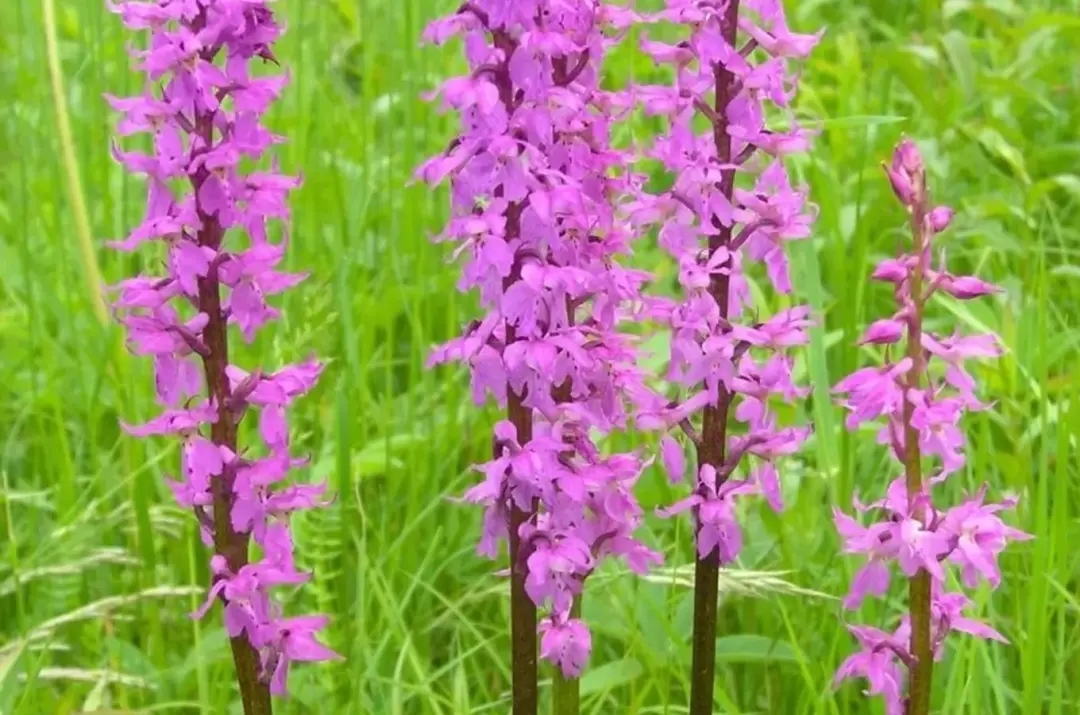 Botanická procházka květnatými loukami