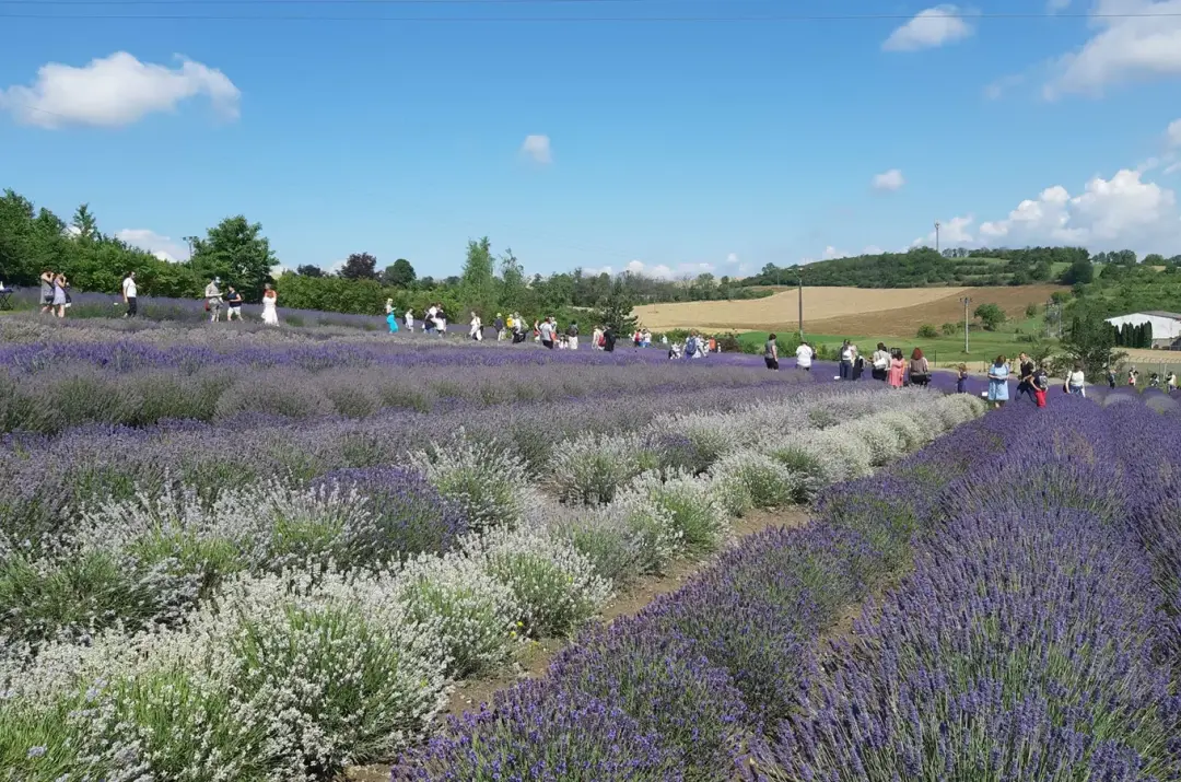 Dny otevřených dveří na farmě Levandule pod Řípem 2026