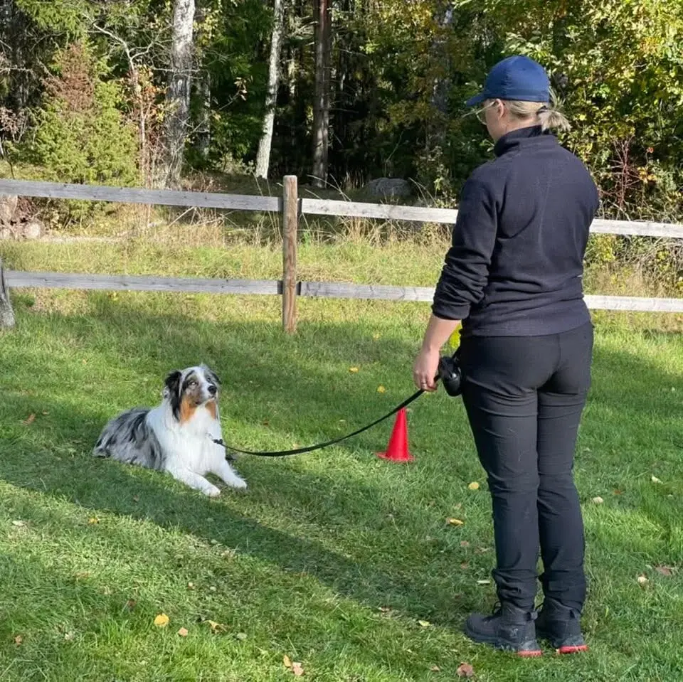 Tematräning Lydnad