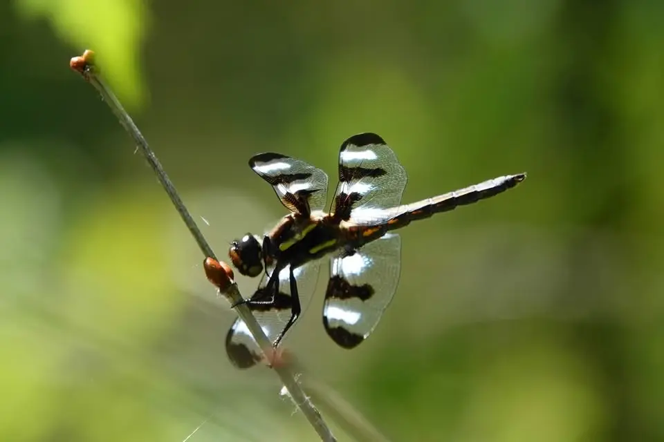 Bug Watching for Youth