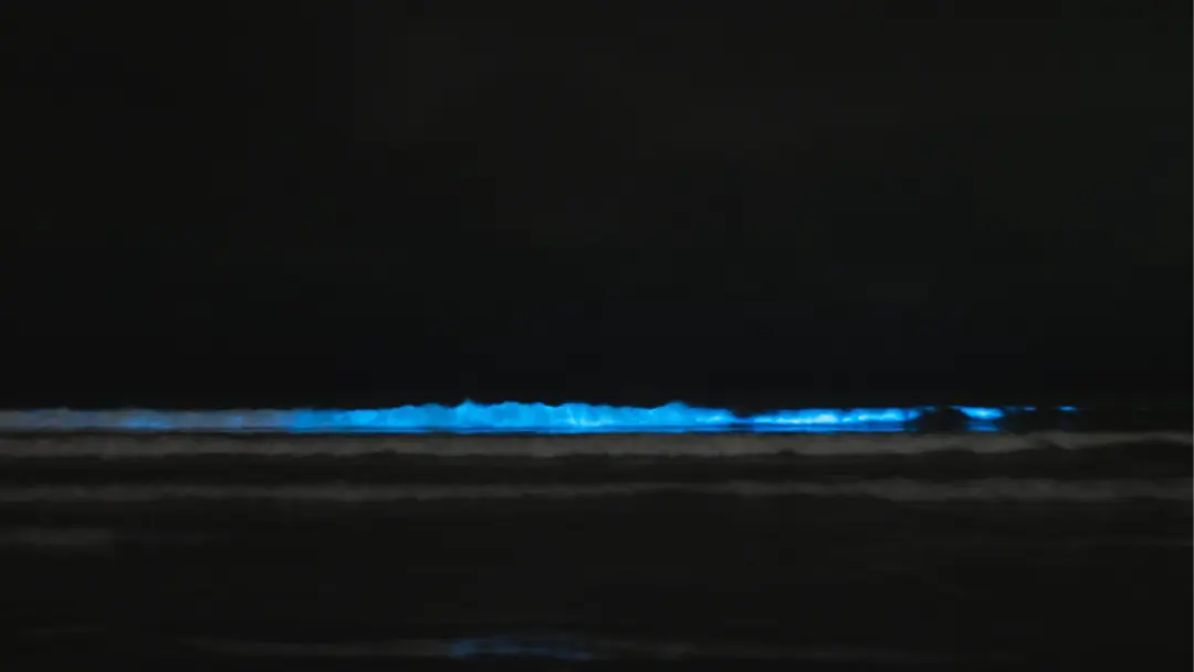 đOvernight Adventure on HĂ€rön â Camp, Explore & Hunt for bioluminescence