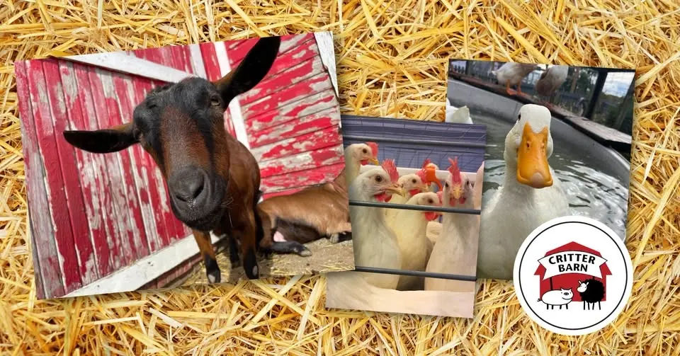 Critter Barn