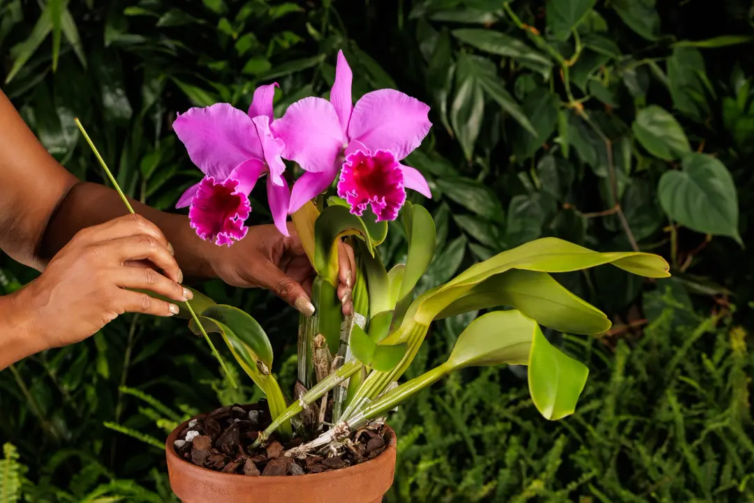 Expert Is In: Growing Orchids at Home