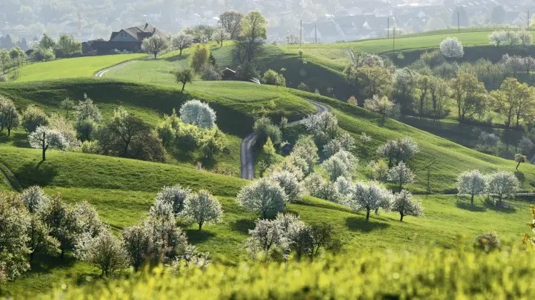 Cherry Gardens of Kanton Aargau (T1)