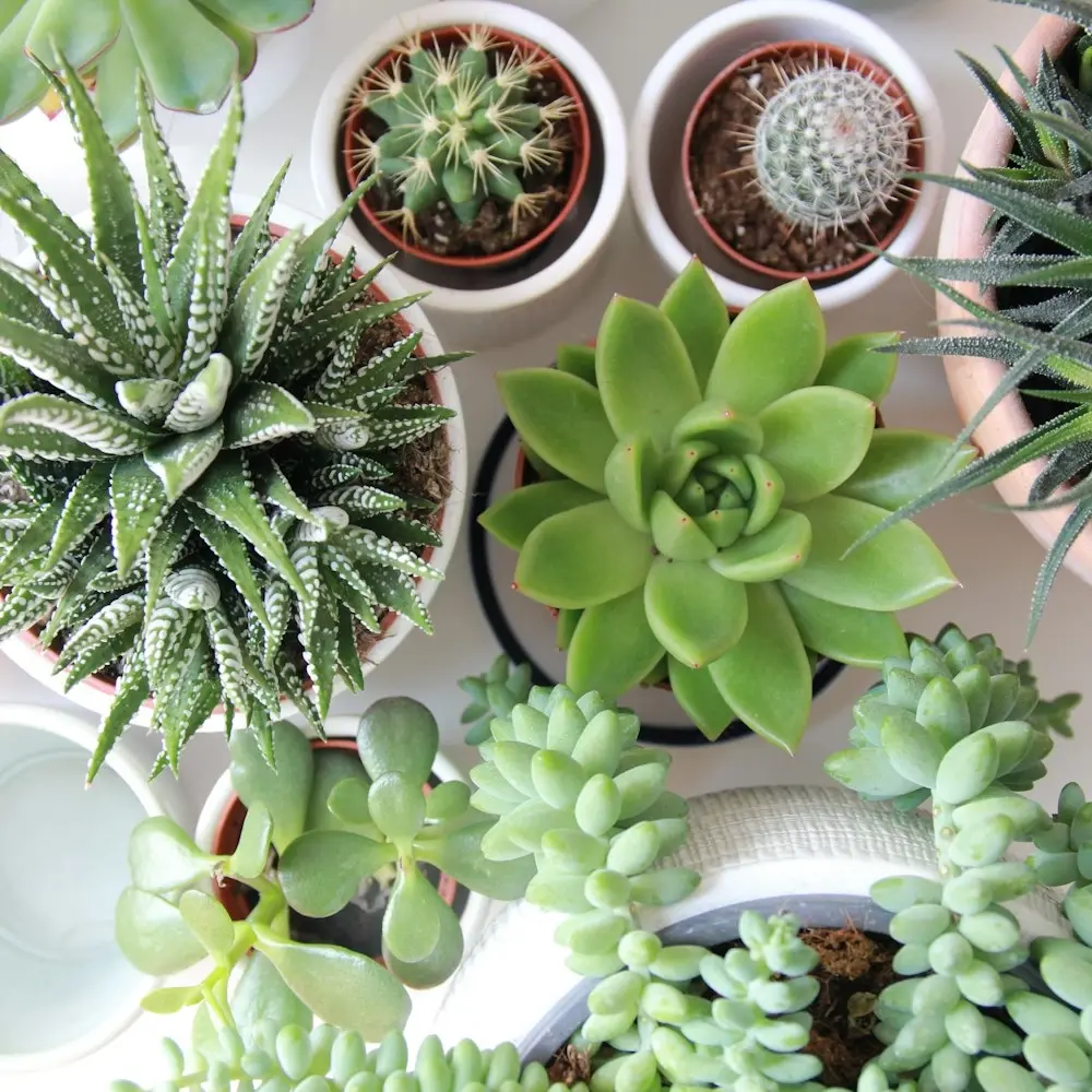🪴DIY Mini Succulent Potting