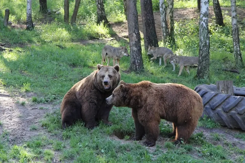 Tagesbusfahrt zum MV-Wildpark in Güstrow
