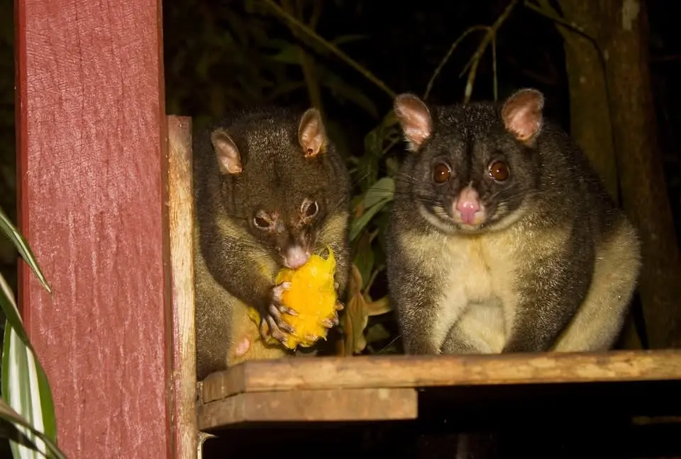Seniors Week (age 60+): Possum Magic Travel Trail