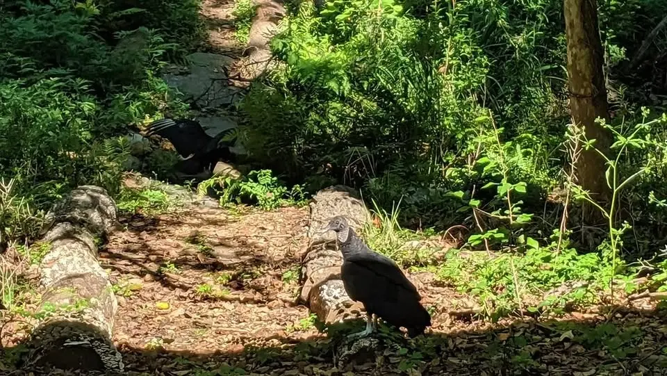 Creek Critters Nature Walk