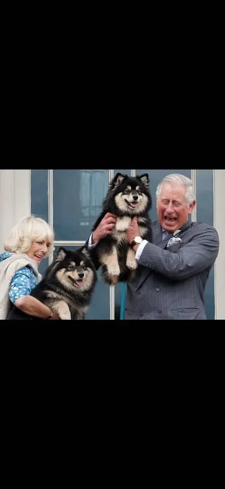 đŸThe Kingâs Lappie Parade: A Royal Meetup đŸ