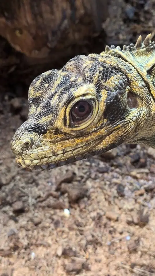All Alaska Reptile & Exotics Expo