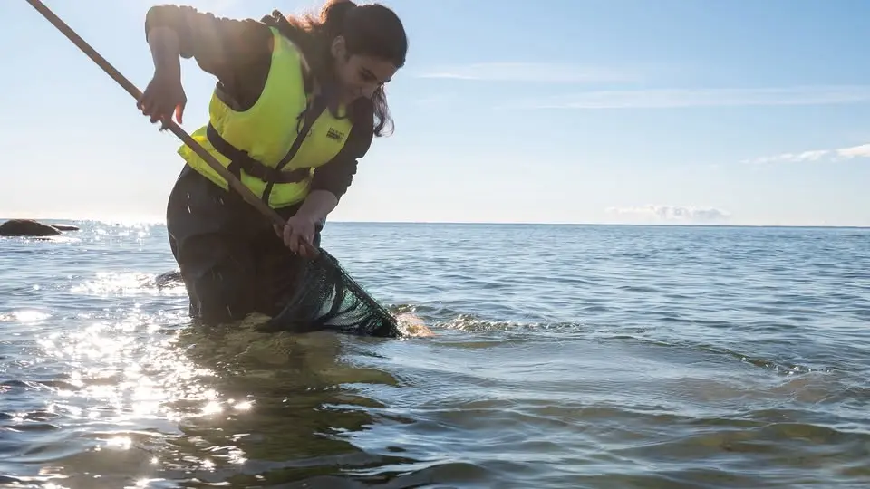 Upptäck livet under ytan i havet