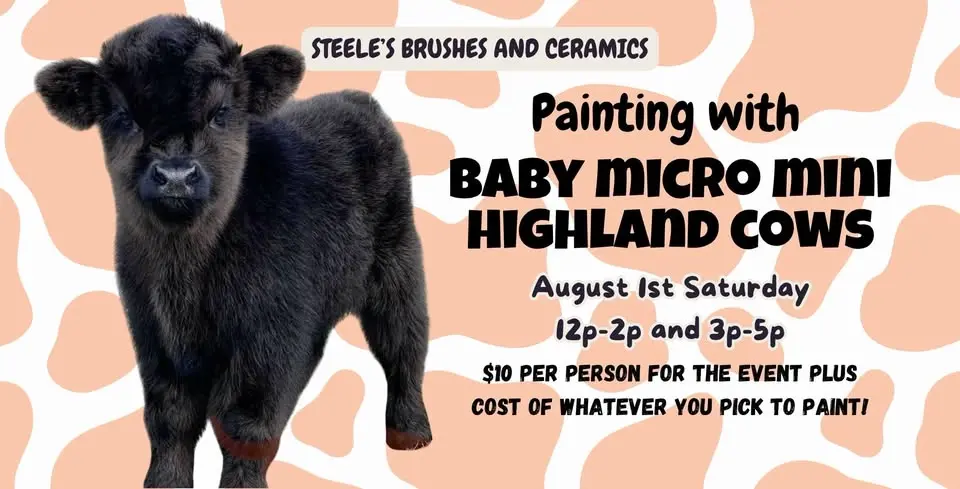 Painting with Baby Micro Mini Highland Cows