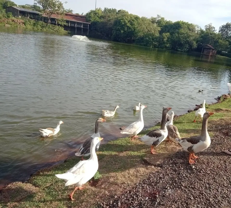 parque nossa senhora Aparecida é um parque de turismo religioso da cidade de Mandaguari PR.