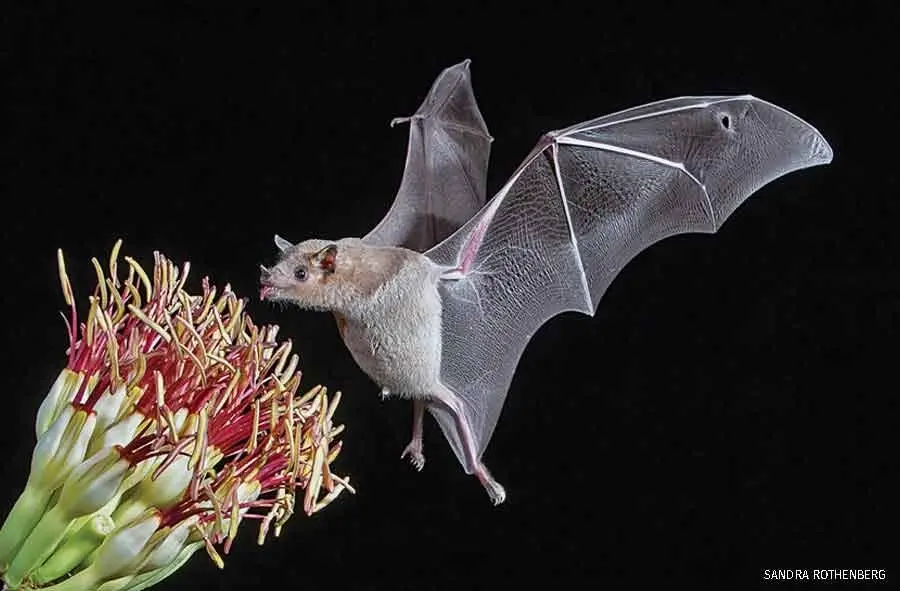 Bats!