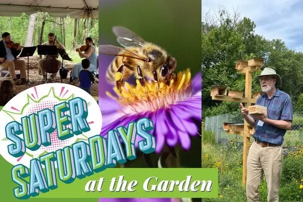 Super Saturday at the Garden! – Pollinators
