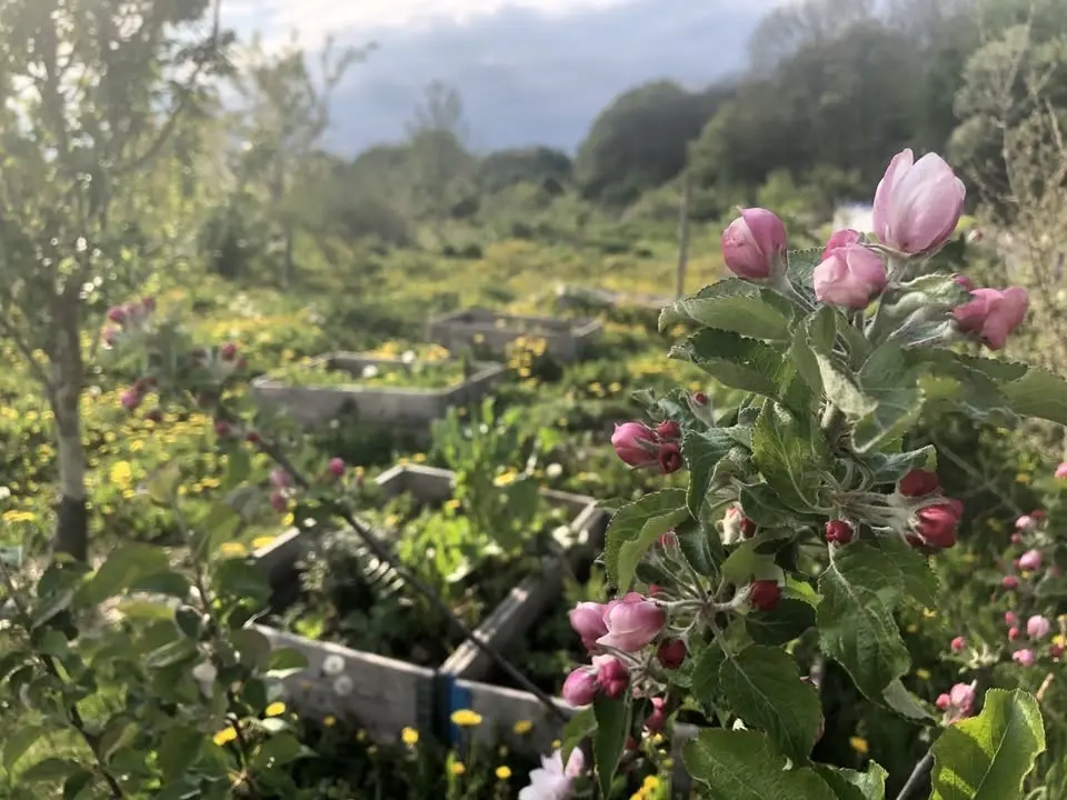Arbetsdag på Vårsången skogsträdgård