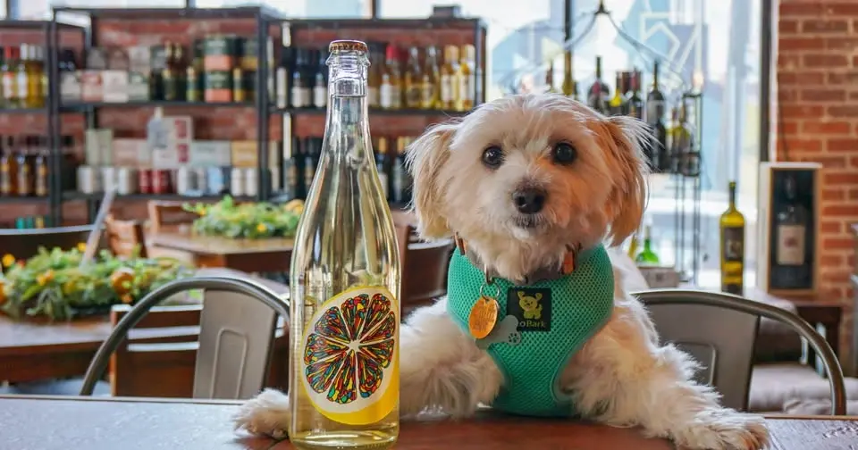 Wine Glass Pet Portrait Workshop
