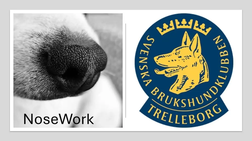 NoseWorkträning TEM 2 Behållare