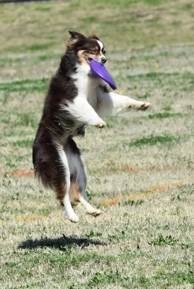 Registration closes Wed. 22nd Dawn of the Flying Disc Dogs Skyhoundz Weekend July 25th and 26th 2026