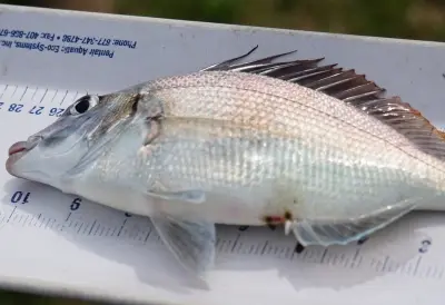 Catch &amp; Release: Fishing Series (Morning Event)