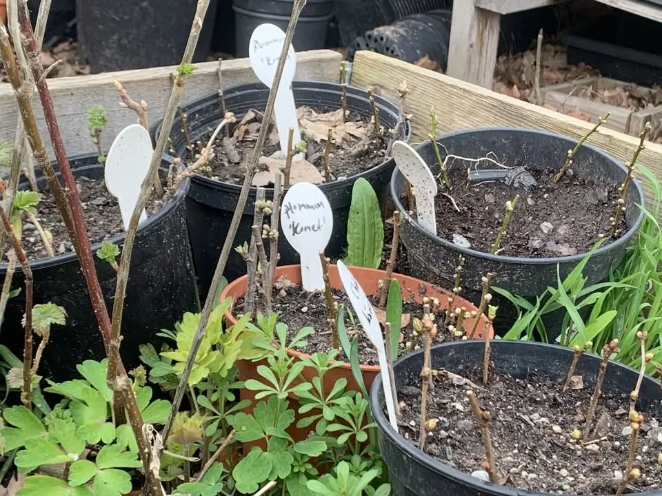 Sommarstickling