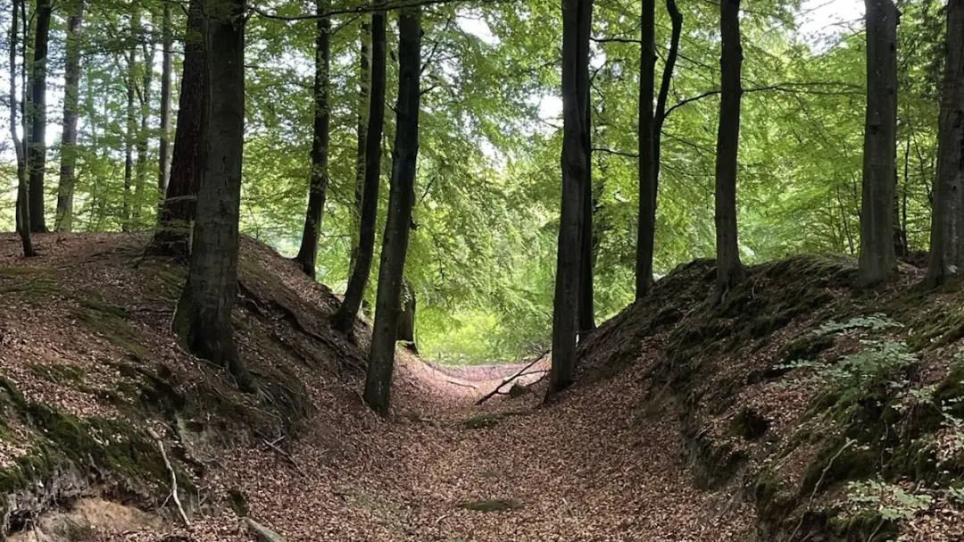 Vandretur for Kvinder Alene til Teglstrup Hegn (22 km)