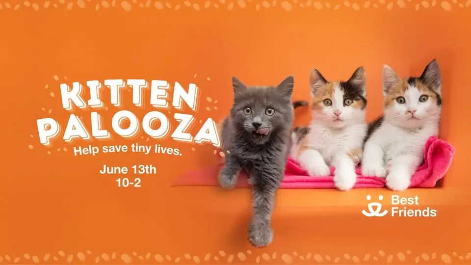 Houston: Kittenplaoooza