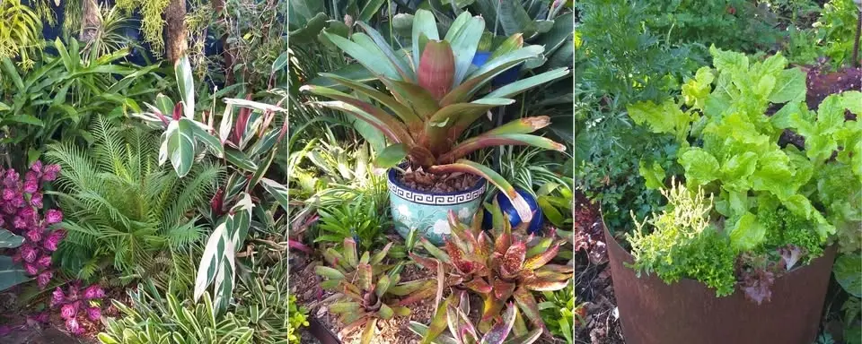 Gardening in Small Spaces