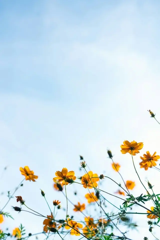 Elegans och passion