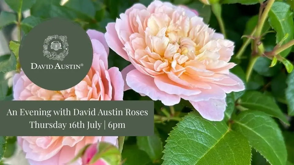 An Evening with David Austin Roses