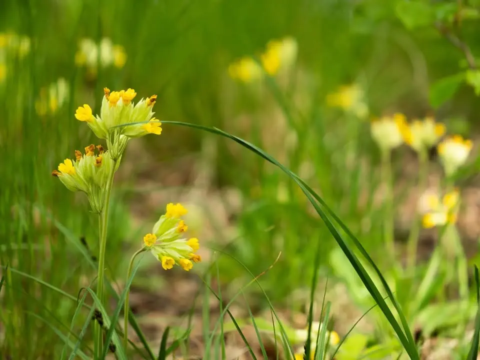 Bioblitz Linné i Årike-Fyris