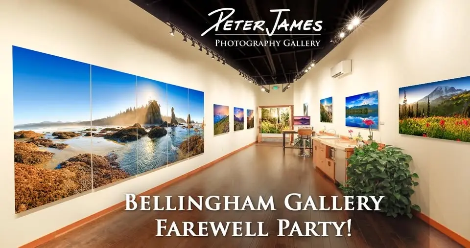 Bellingham Gallery Farewell Party - Moving to Bali Sale