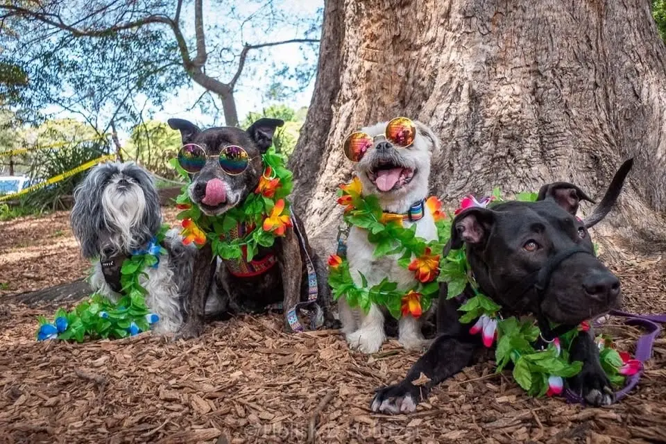 Street paws festival - Ryde/Eastwood