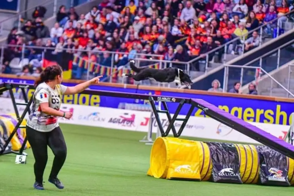 Stage d'Agility avec Kim BARREAU 