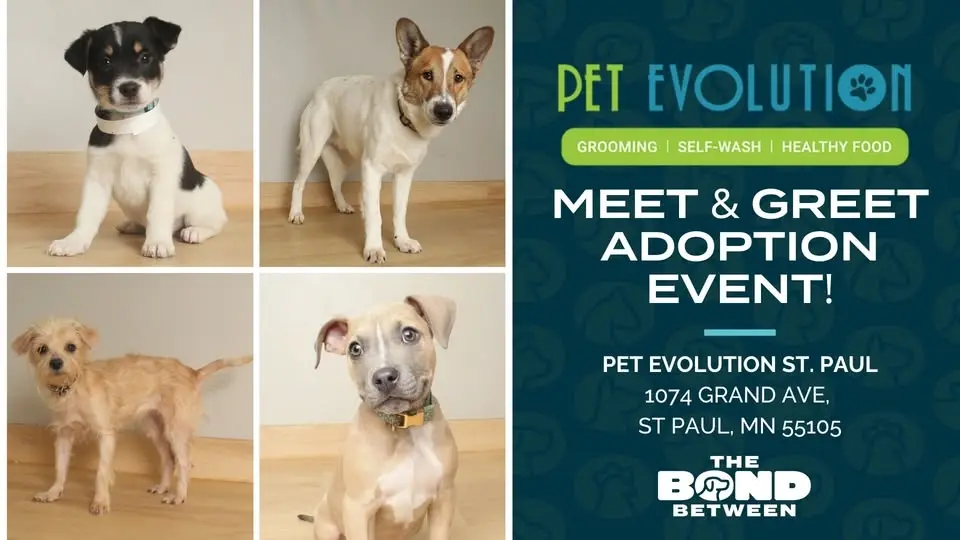 Meet & Greet Adoption Event at Pet Evolution!