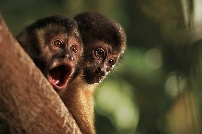 Amazonia