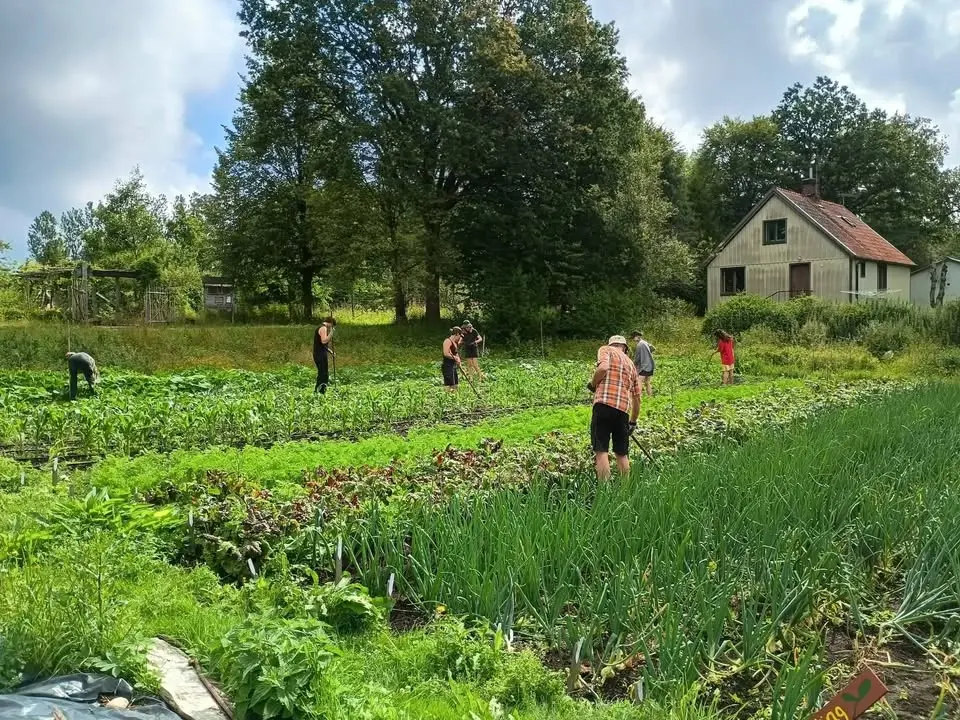 Öppna arbetsdagar i grönsaksodlingen på Holma Folkhögskola 