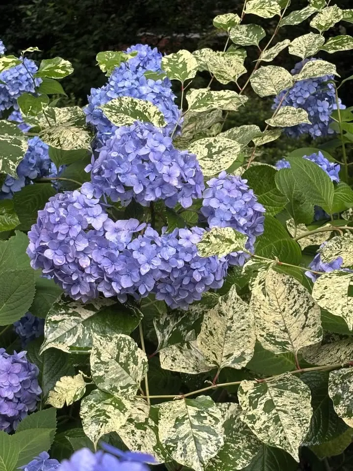 AHS 2026 Garden Tour 