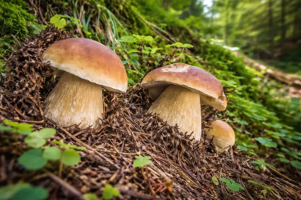 S.ANTONIO DI MAVIGNOLA (TN) - I Funghi dell'Anima