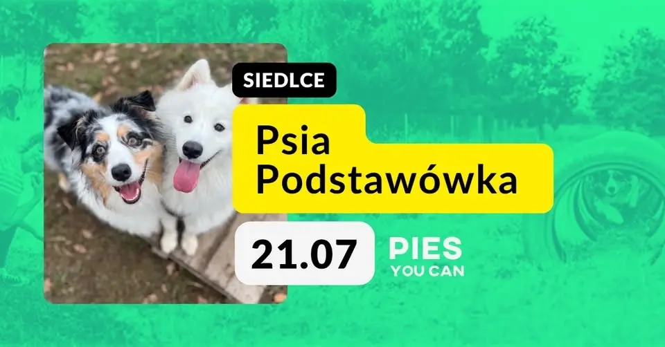 Psia Podstawówka | zajęcia we wtorki