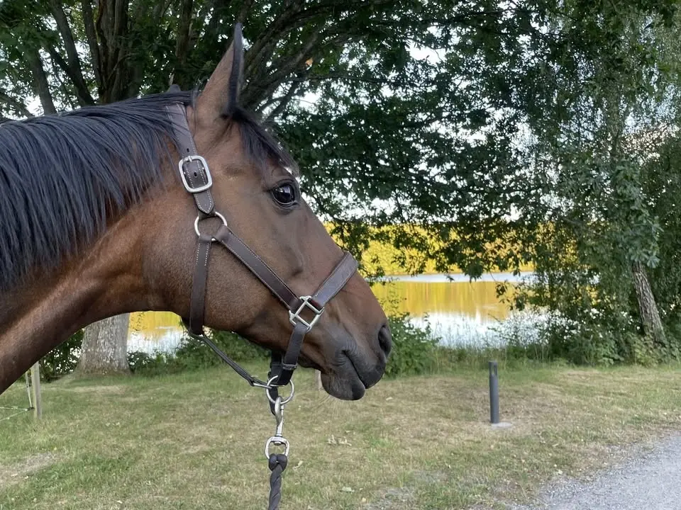 Programridning på Mörrums Ryttarförening 