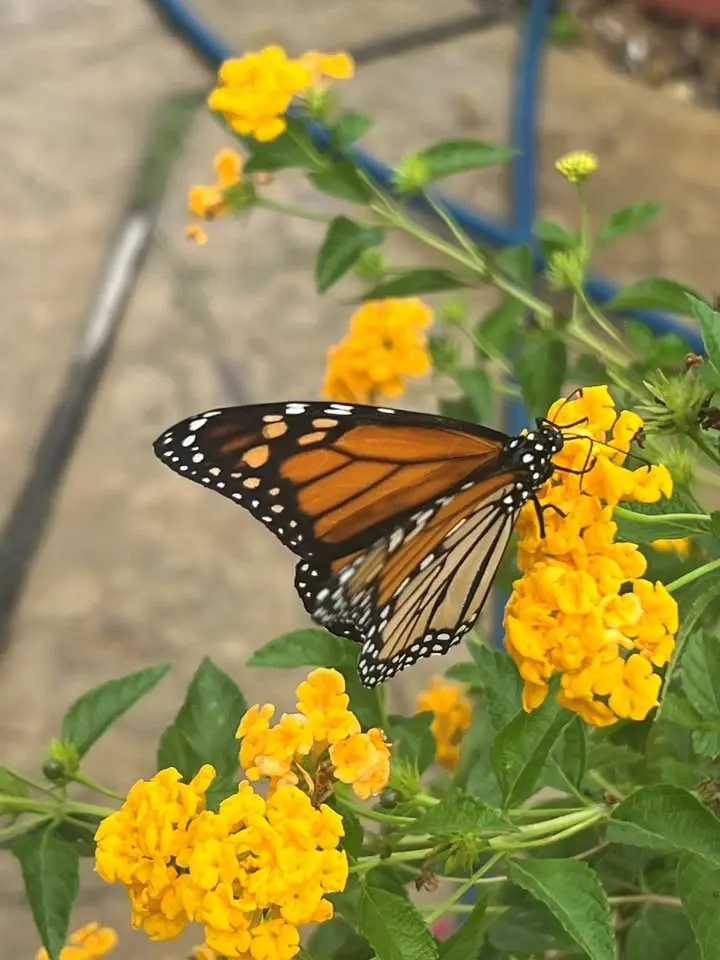 Butterfly Release Memorial