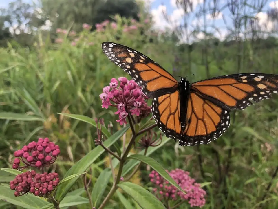 18th Annual Minneapolis Monarch Festival ~ Festival de la Monarca