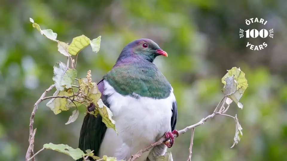 The prolific birdlife of Ōtari-Wilton’s Bush