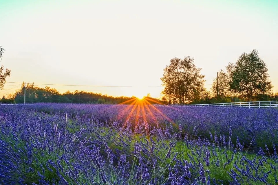 BLOOM FEST 2026 - Lavender Festival!